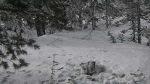 Охота на большого медведя с подхода. Охота в Сибири, Хамар-Дабан