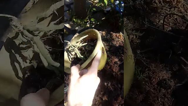 Como recuperar orquideas - passo a passo смотреть онлайн