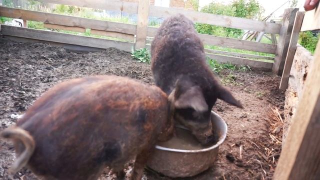 Кормим венгерских лохматых хрюнделей смотреть онлайн
