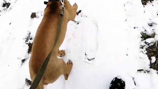 Как научить собаку ходить в туалет на улице, ходить рядом смотреть онлайн