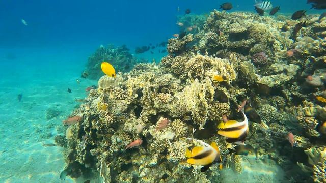 Коралловый риф гостиницы «Новотель Бич» Novotel Beach 5*, Шарм-эш-Шейх, Красное море, 2021, 4K смотреть онлайн