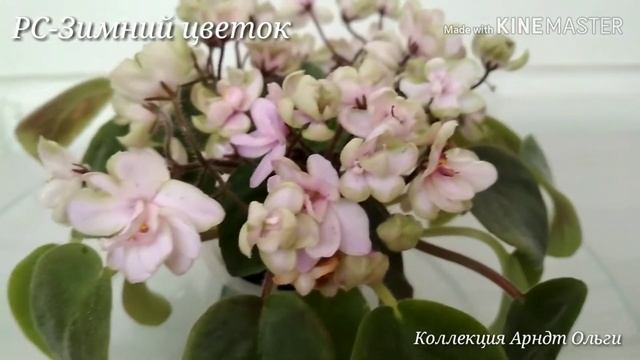 Фиалка РС-Зимний цветок смотреть онлайн