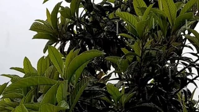 Легкая фортепианная музыка со звуками дождя и молнии для сна??? Light piano music with the sounds o смотреть онлайн