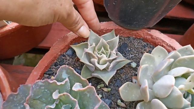 As 10 Suculentas RARAS Que Estão Dando Um Show No Meu Jardim смотреть онлайн