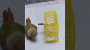 Попугай вертит хомяка в колесе.mp4