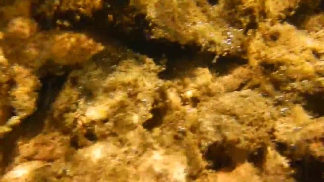 Ныряем в ручей и исследуем дно смотреть онлайн