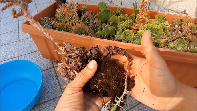 SEMPERVIVUM - Fim da haste floral + sementes | Fran natura смотреть онлайн
