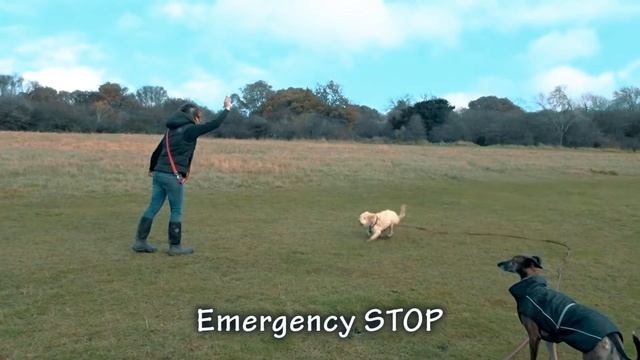 Buddy - Australian Labradoodle Puppy - 3 Weeks Residential Dog Training смотреть онлайн