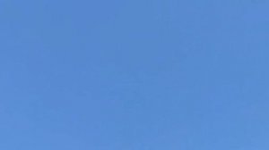 Чистокровные Исфаханские бойные голуби, Иран | Iranian highflyer pigeons | کبوترهای اصفهان