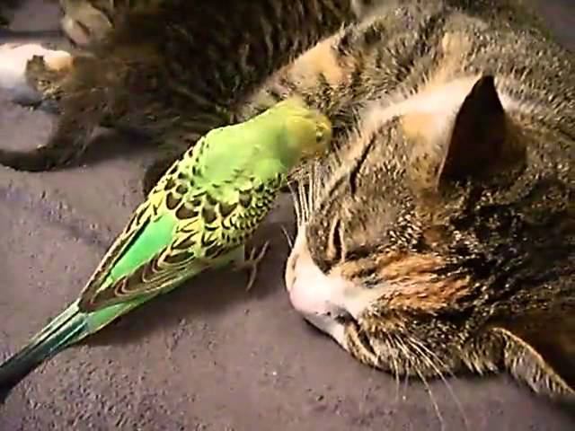 The patient mom and parrot. смотреть онлайн