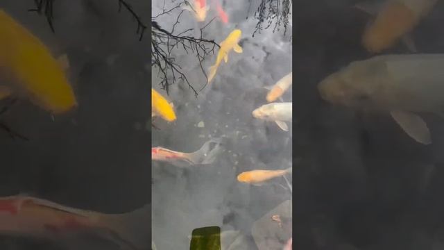 Прозрачная вода в пруду с помощью бактерий | ПРУД ПРУДИ смотреть онлайн