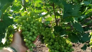 ? ЗАЧЕМ я возвращаю БОРДОСКУЮ жидкость на виноградник. Как работает бордоская против милдью.