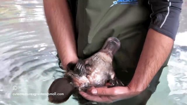 Hand Feeding & Playing With A Friendly Platypus смотреть онлайн