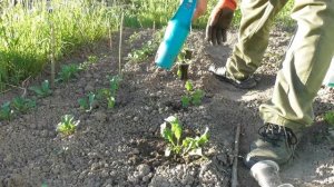 Посадочный конус. Ручная сажалка для рассады - как она работает