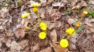 Первые цветы мать-и-мачеха