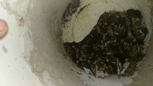 Как я выращиваю Восковую моль. Полная технология.