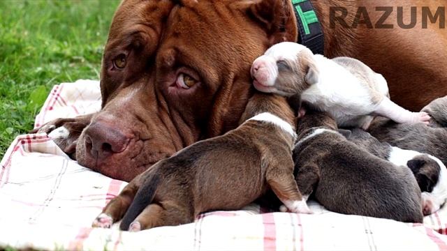 Гиганский питбуль халк! смотреть онлайн