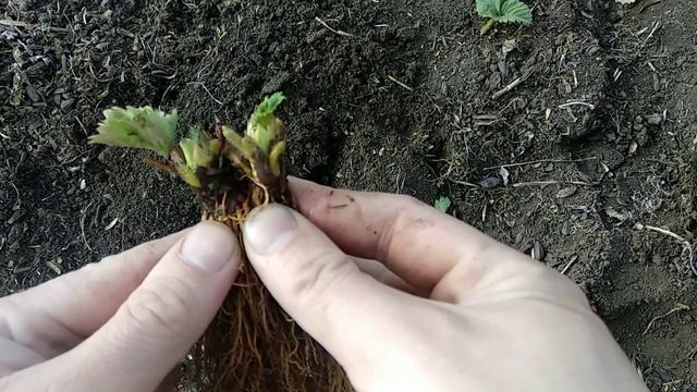 Весенняя посадка клубники. смотреть онлайн