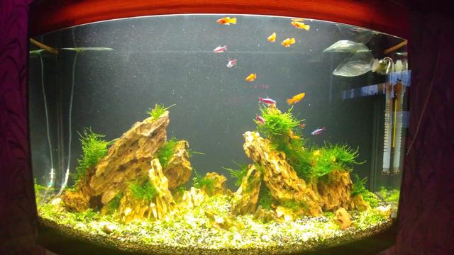 Мой аквариум, краткий обзор смотреть онлайн