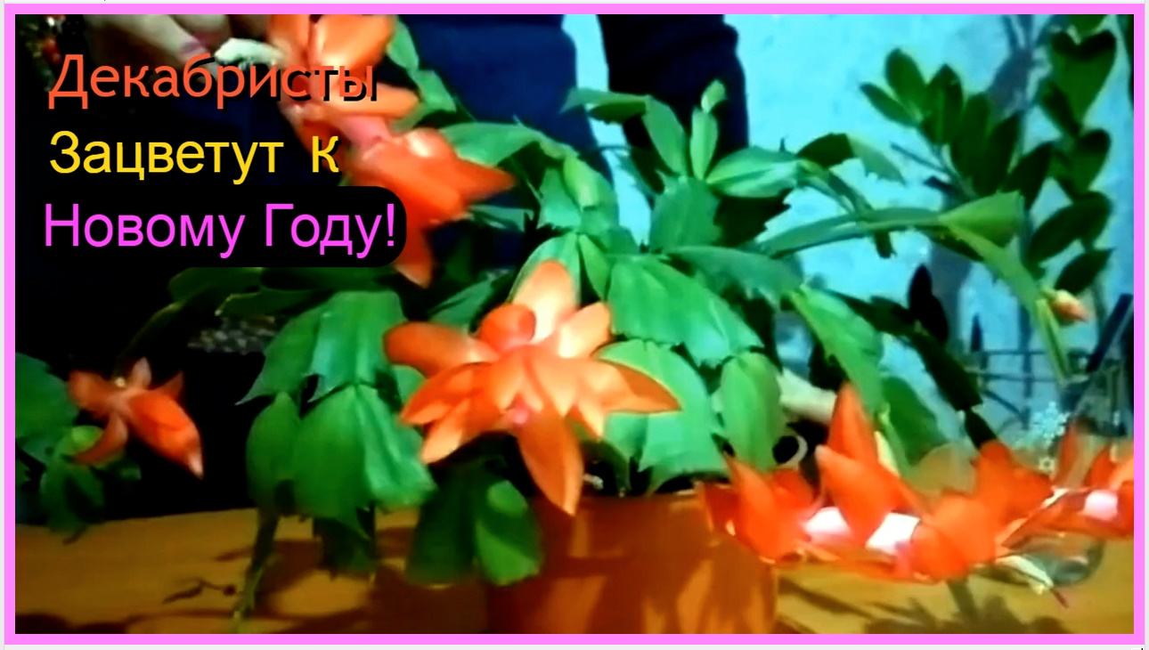 КАК СДЕЛАТЬ ЧТОБЫ ДЕКАБРИСТ ЗАЦВЁЛ К НОВОМУ ГОДУ !
МОЯ МАЛЕНЬКАЯ ХИТРОСТЬ! смотреть онлайн