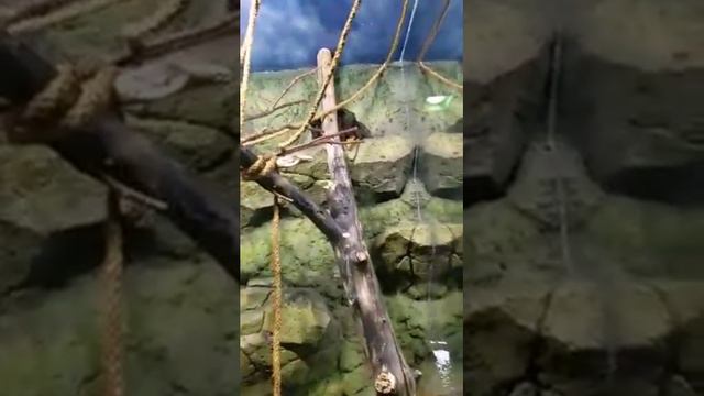 Поход в джунгли.океанариум крокус-сити. смотреть онлайн