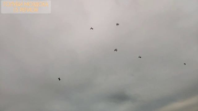 Голуби Рахима, длинноносые смотреть онлайн