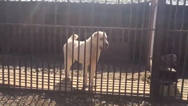 Агат- перспективный кобель САО. Развязан. Приглашает на вязку. Окрас белый, оценка - отлично смотреть онлайн