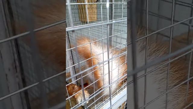 Белка в санатории Случь смотреть онлайн