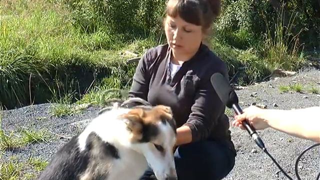 Кондопожский приют для животных смотреть онлайн