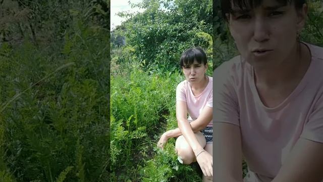 Морковь. Поливы и подкормки в августе. смотреть онлайн