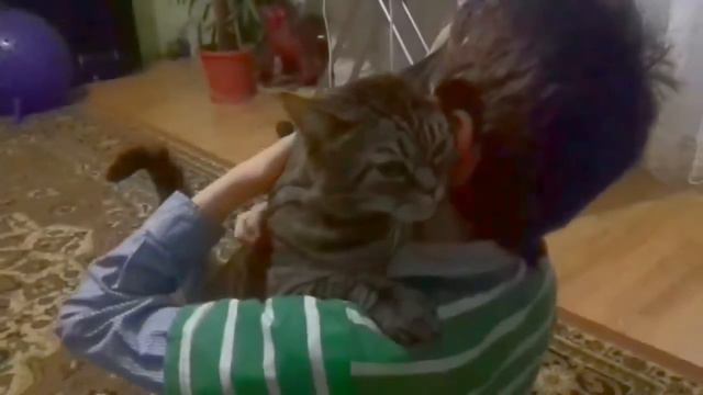 Кошачья любовь смотреть онлайн
