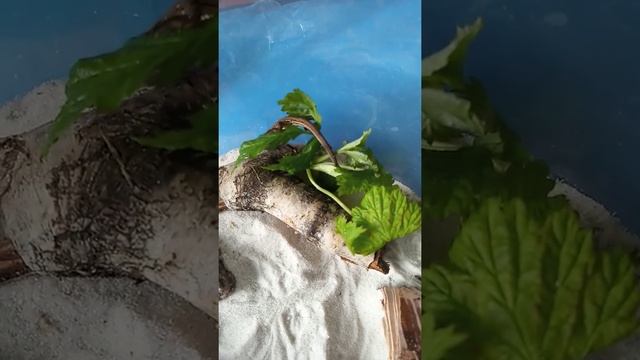 Маленькие ящерицы дома смотреть онлайн