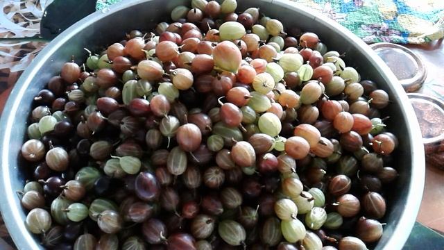 КРЫЖОВНИК! ПОЛЕЗНЫЕ СВОЙСТВА. смотреть онлайн