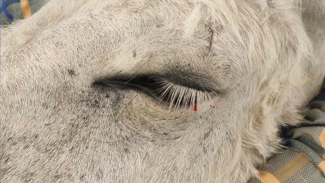 Rose bengal stain for evaluation of patency of Nasolacrimal duct (NLD) in equines ? ? смотреть онлайн