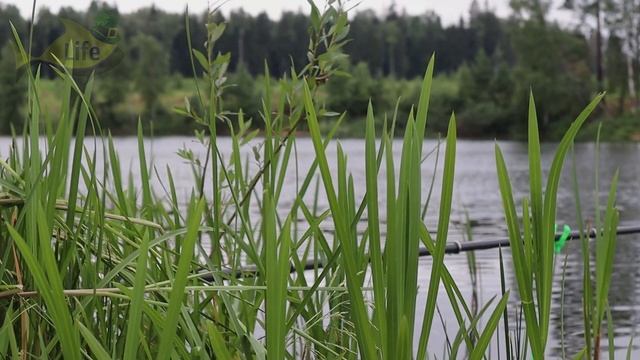 Лучший дешевый ароматизатор для карася и карпа летом. Проверенный временем работает 100% смотреть онлайн