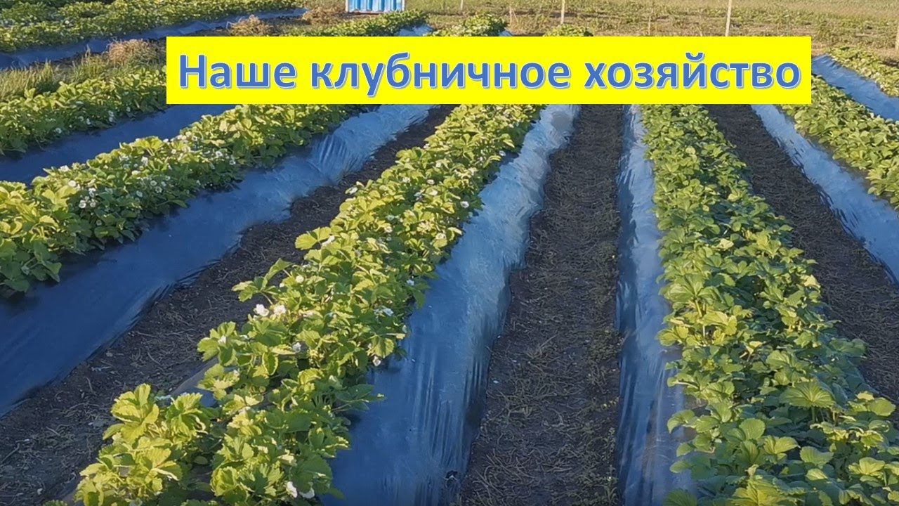 Обзор клубничного хозяйства. смотреть онлайн