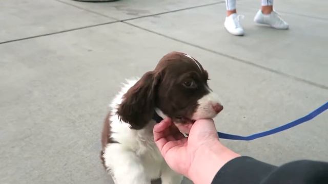 Почему собаки наклоняют голову, когда мы с разговаривают смотреть онлайн