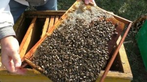 Какие летки открывать в ульях на зиму? Контрольный осмотр пчел.