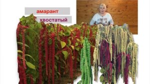 Амарант. Какой сорт выбрать.