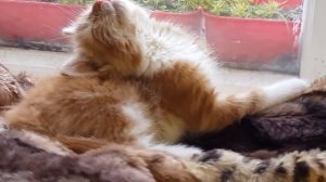 Коты спят в смешных позах, приколы с котами, странные позы котов, подборка смешных котов 2020