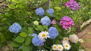 Сад цветение гортензии