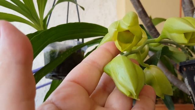 Катасетум pileatum-мальчик или девочка??? смотреть онлайн