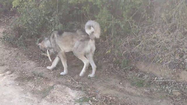 Огромный волкодав Маршал. Супер охраник територии. Питомник Волкодавы 05. смотреть онлайн