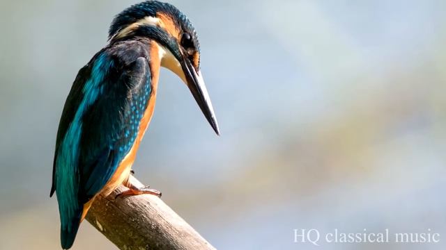 CHOPIN Variations on a Theme of Rossini for Flute and Piano in E major, B.9 смотреть онлайн