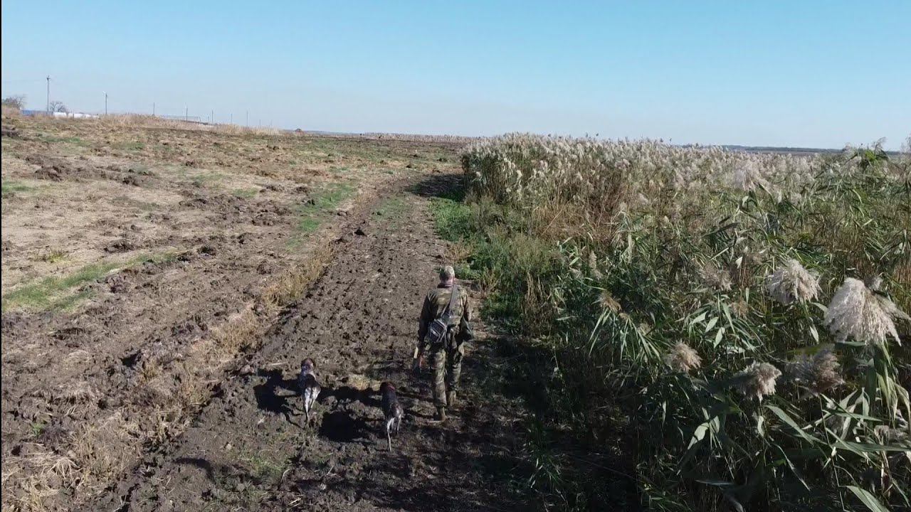 ВЫСТРЕЛ ПО ФАЗАНУ ПОДНЯЛ СТАЮ УТОК. Охота с Курцхаарами. ТОЗ-34 смотреть онлайн