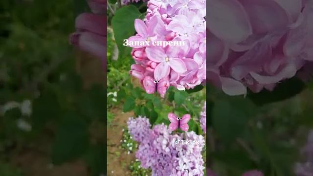 Запах сирени смотреть онлайн