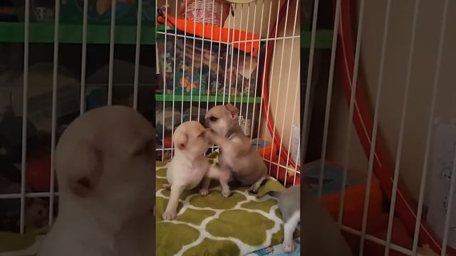Малыши чихуахуа(1 месяц) смотреть онлайн
