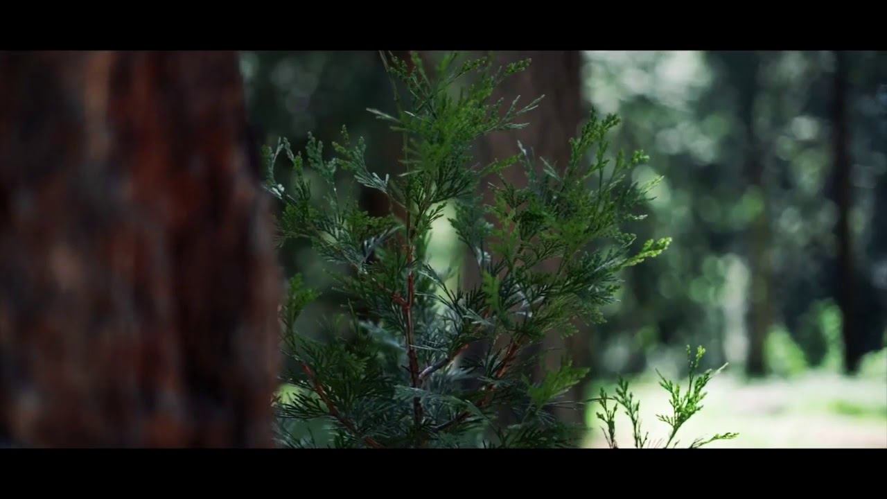 Sony a7III + Sony 50mm 1 8 смотреть онлайн