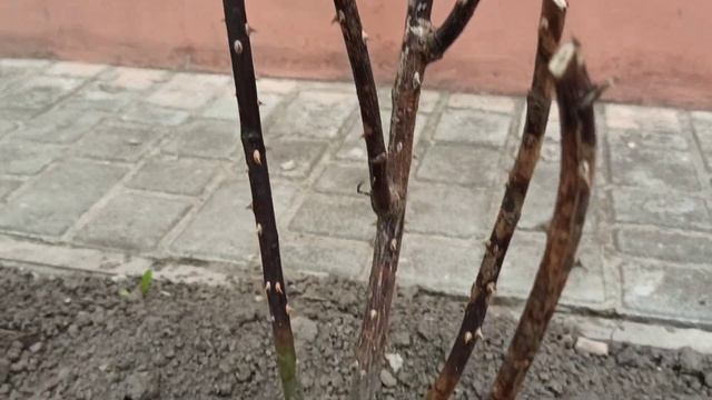 Розы после зимы почернели...