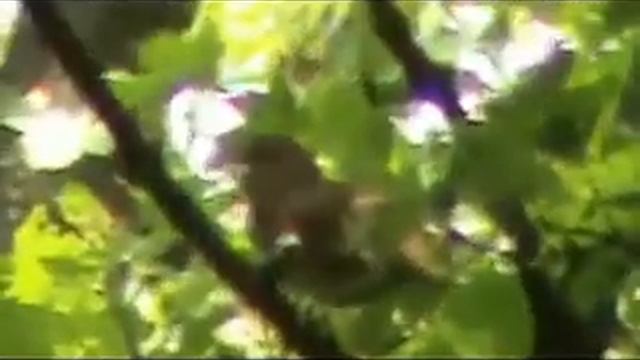 Майский блюз.Грибы,природа. смотреть онлайн